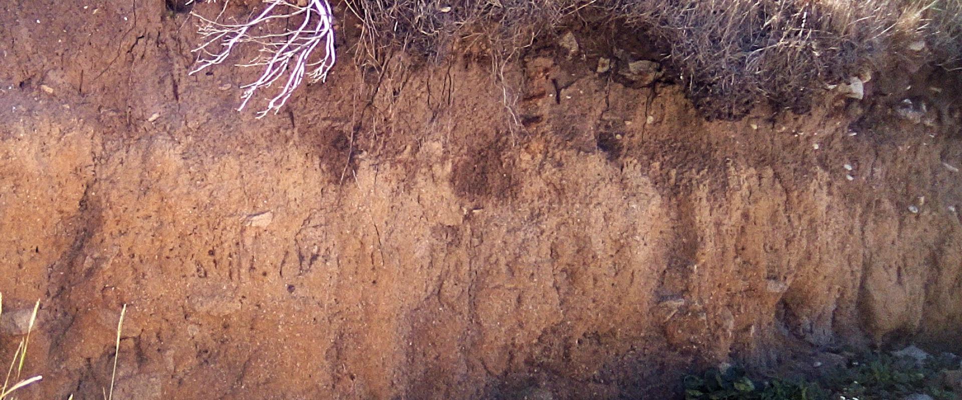 Profil de sol en bord de mer. - © JF. Brunet Image d'un profil de sol en bord de mer.